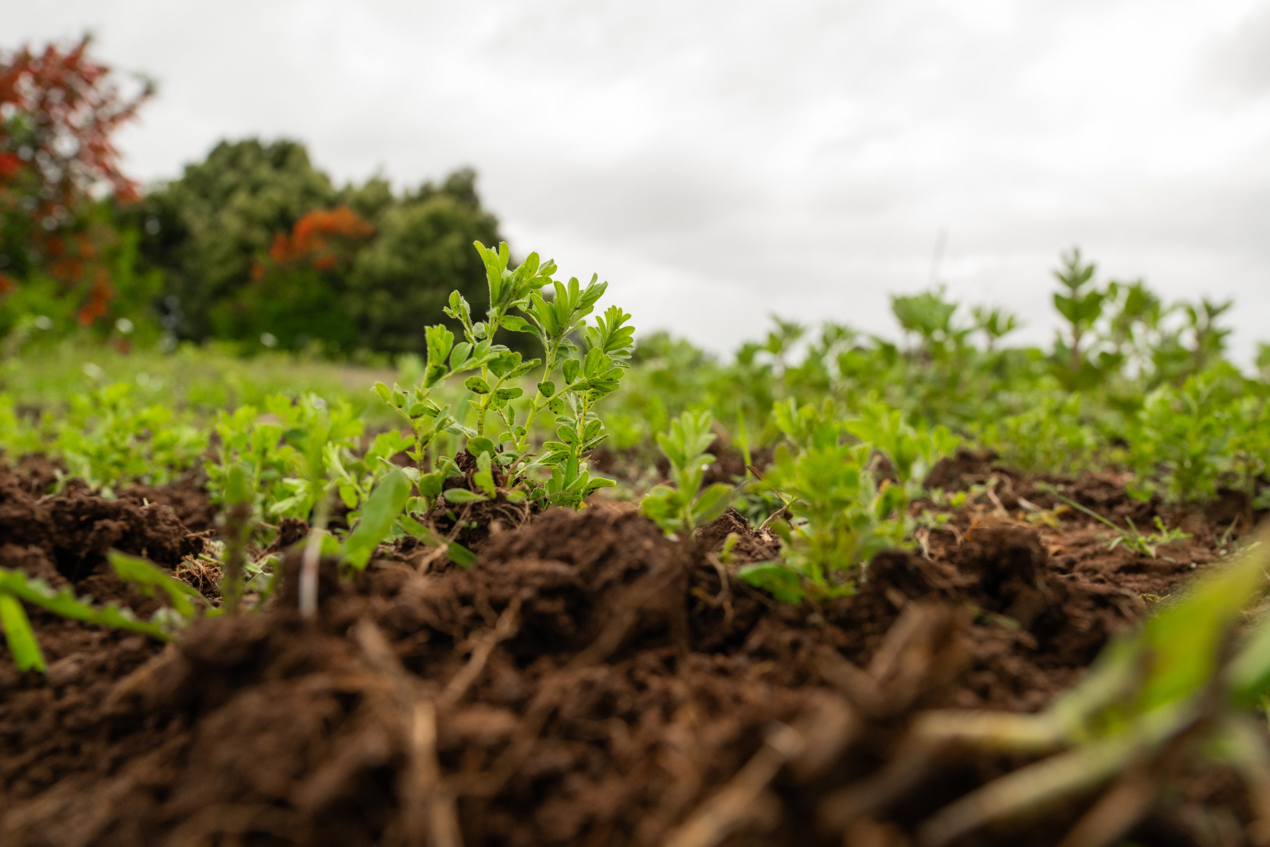 Brote verde emergiendo del suelo fértil en un campo agroecológico, símbolo de vida, biodiversidad y regeneración del ecosistema.